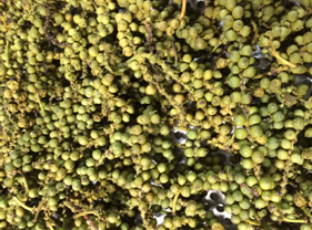 Quy trình và thiết bị chế biến tiêu xanh